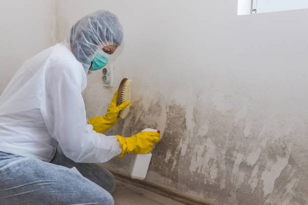 Best Commercial Mold Removal  in Oracle, AZ