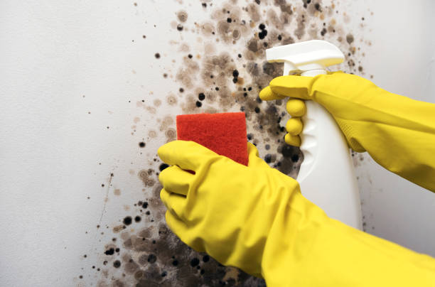 Best Mold Testing  in Oracle, AZ