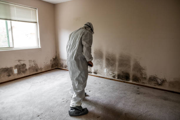 Best Mold Testing  in Oracle, AZ